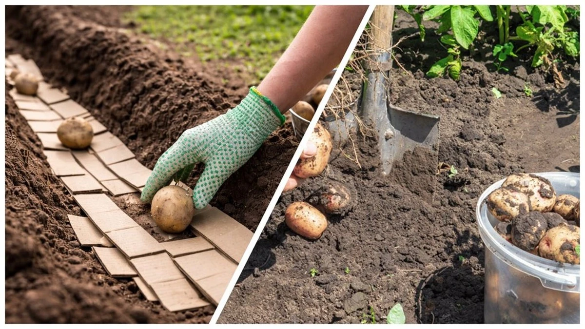 La sorprendente técnica de las cajas de zapatos para transformar tu huerto