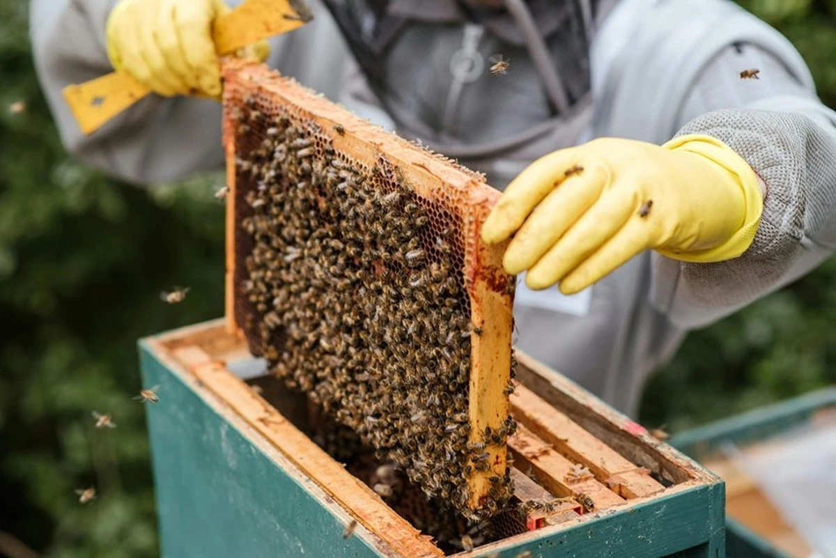 Biopolen: Cómo el "pan de abeja" puede ser tu secreto para un sistema inmune imparable