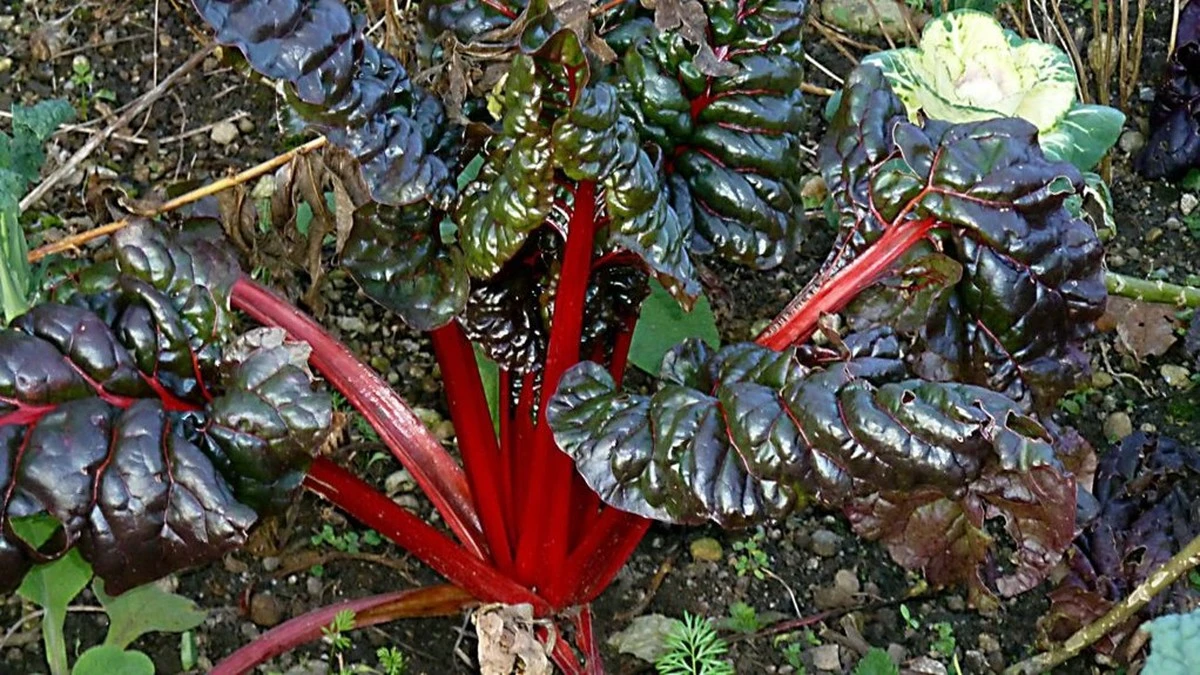 Diez años esquivando el rincón sombrío del huerto, hasta que un vecino me mostró lo que allí puede crecer