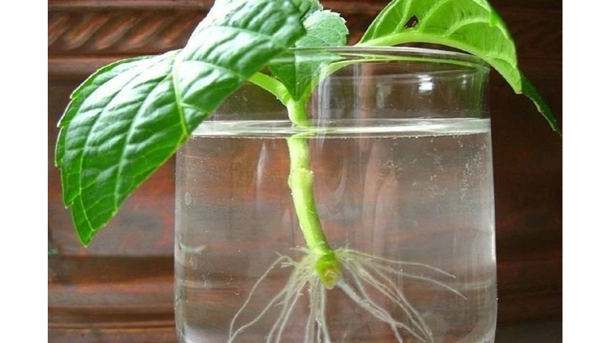 Mi palangė se convirtió en incubadora de raíces: el método 50:50 que multiplica plantas en 30-120 días