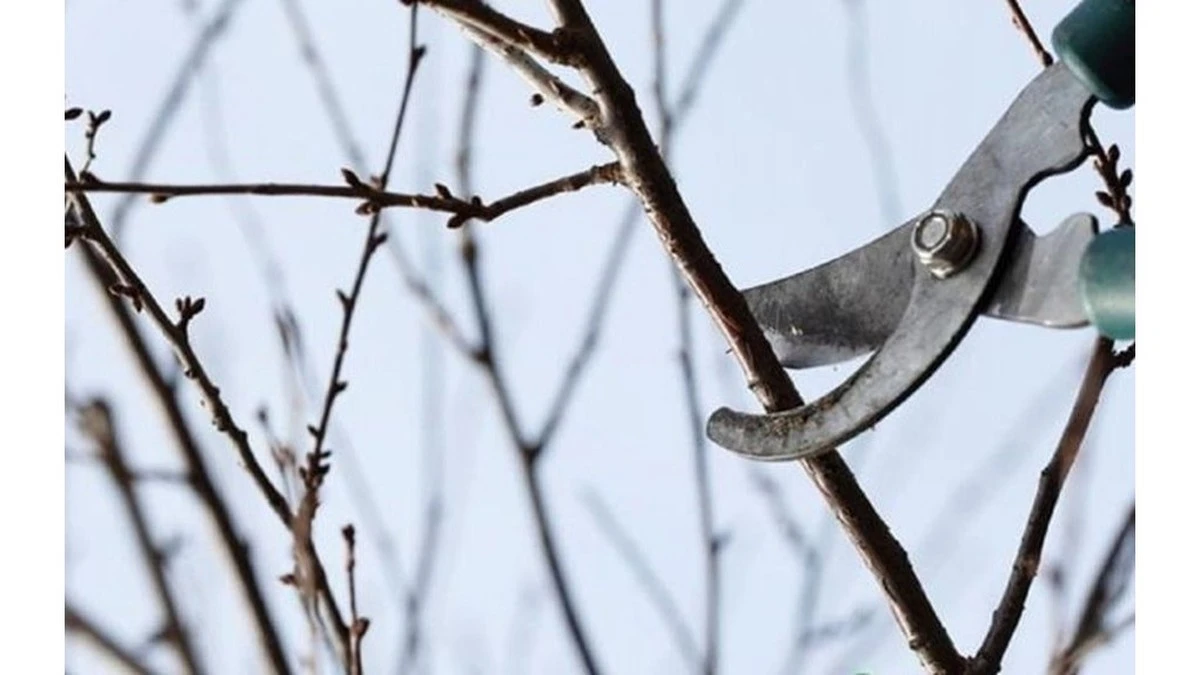 No ignores febrero: 5 tareas de jardinería que debes hacer ahora según expertos