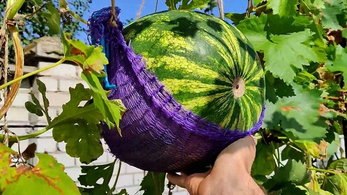 Sistema de cosecha temprana de sandías: la tecnología que perfeccioné en 10 años