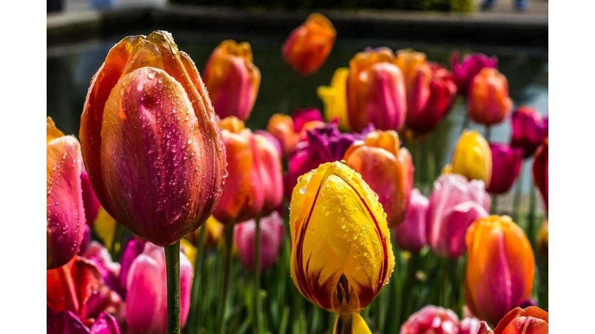 Tres 'cócteles' secretos para que tus tulipanes exploten de color (la técnica del barman)