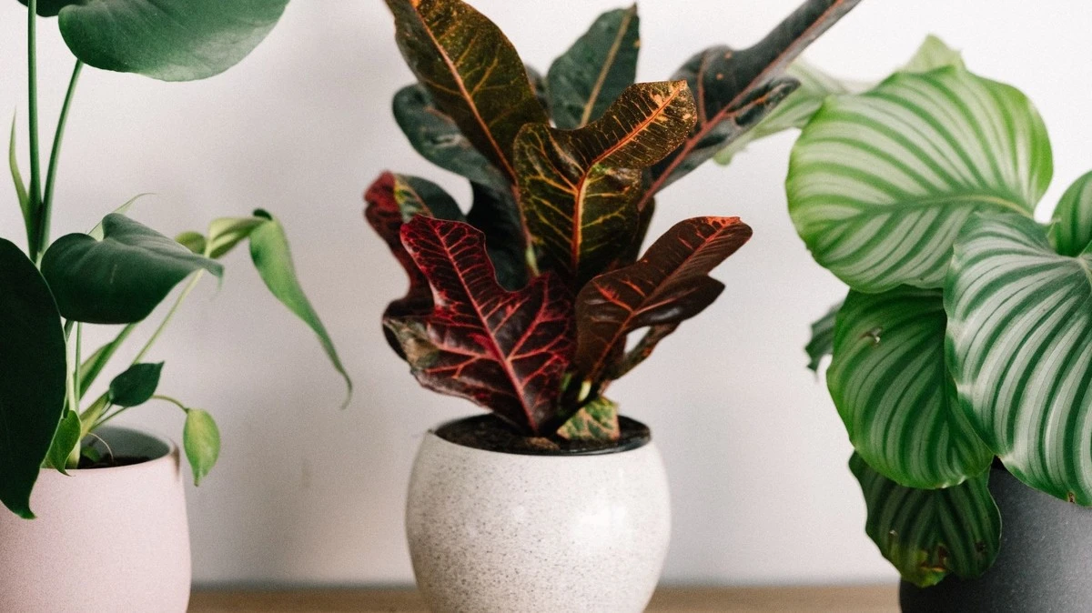 5 gestos sencillos para devolver la vida a tus plantas de interior cansadas - image 1