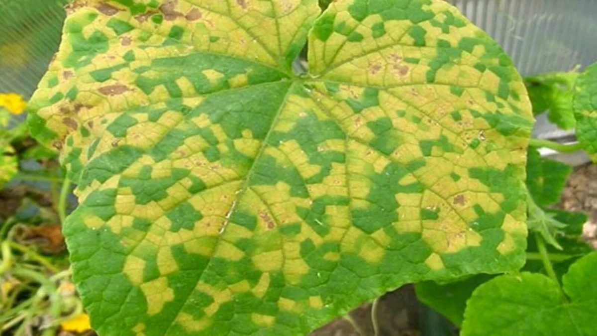 Mi suegra jardinera me reveló 3 secretos por los que tus pepinos se ponen amarillos (y arruinan tu cosecha)
