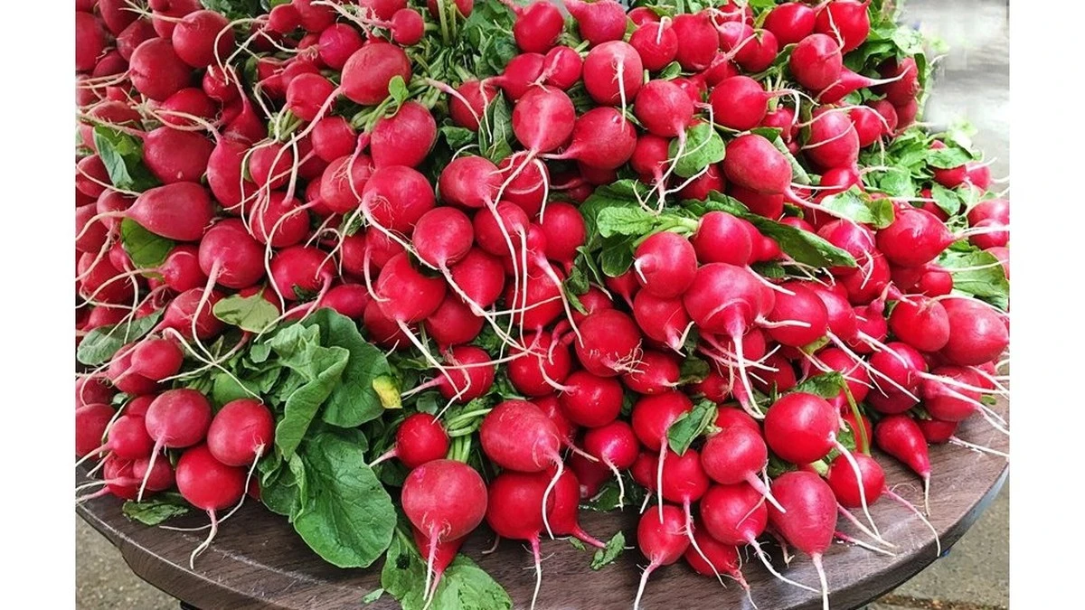 Mi vecina echó "oro blanco" en sus rábanos por 11 años; su secreto me hizo ver mi error