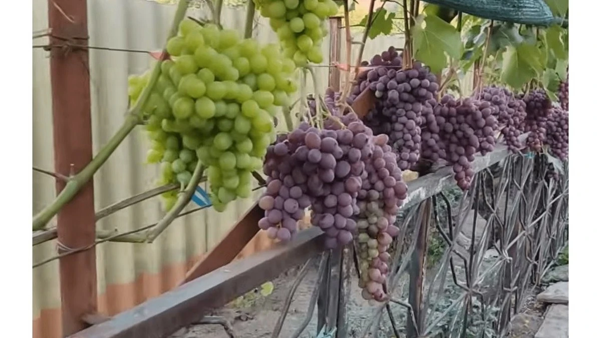 3 variedades de uva que sobrevivieron al invierno sin protección en Lituania: mi experiencia