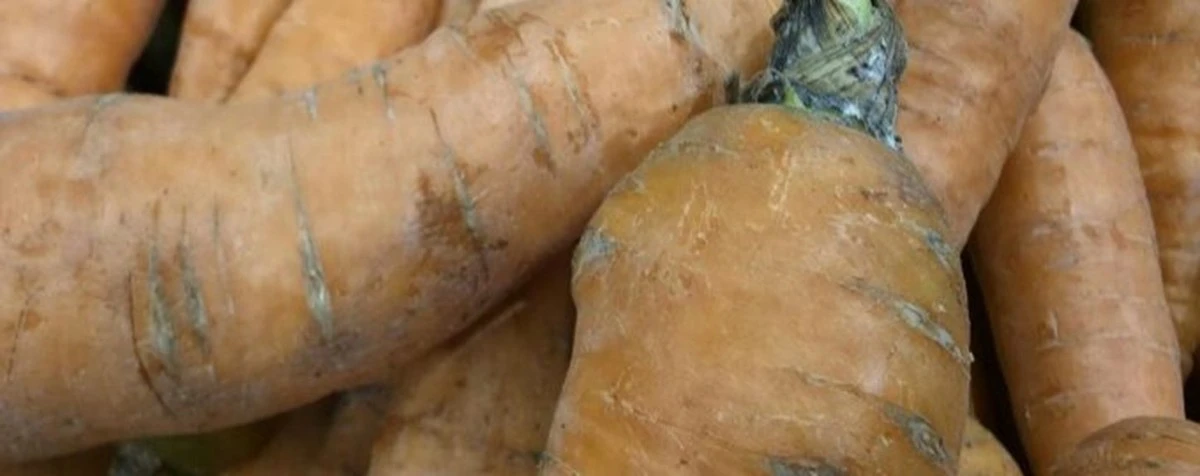 Por qué tus zanahorias salen deformadas y agrietadas: el error de riego que casi todos cometen