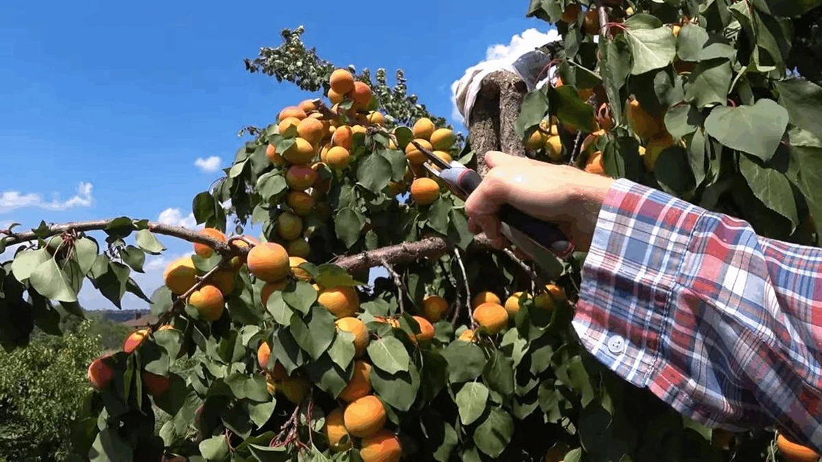 Cómo salvar una rama de un árbol frutal rota en 15 minutos antes de perder toda la cosecha
