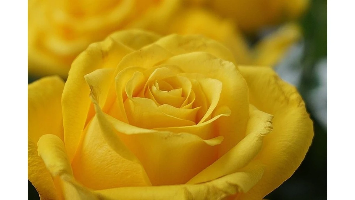 Por qué mi vecina lleva 40 años cultivando rosas sin fertilizantes (y yo me sentí tonto)