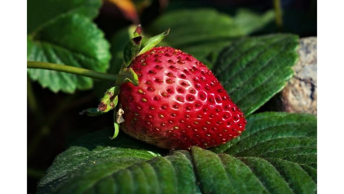 Por qué tus fresas no crecen aunque las riegues a diario
