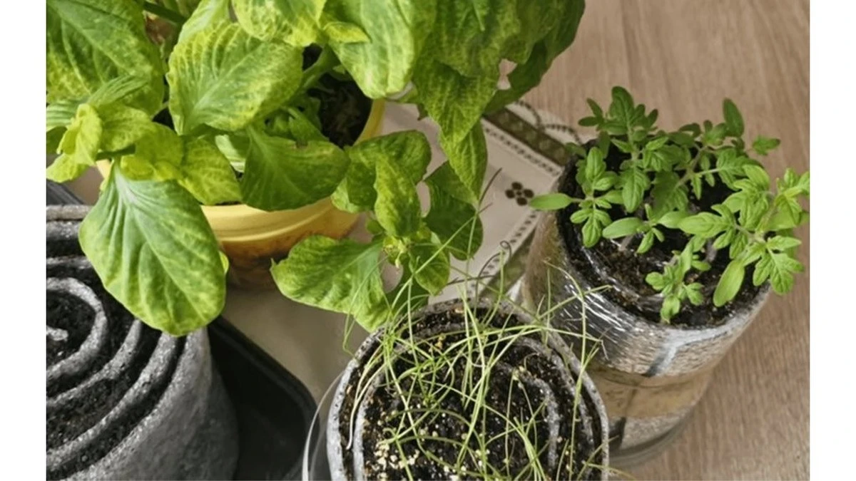 El método de la "caracola" revoluciona el cultivo de plántulas: adiós al desorden y hola a cosechas perfectas