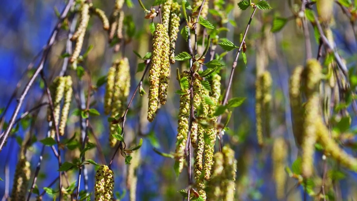 La abuela lo hacía mirando el abedul: así descubrí cuándo sembrar verduras y susurros del tiempo