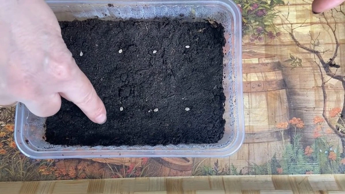 Por qué mis semillas no germinaban: el truco de mi vecino que revolucionó mi huerto