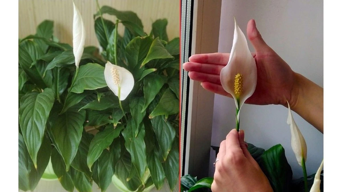 La flor que no florecía: el truco de la verdulera que la hizo explotar en capullos todo el año