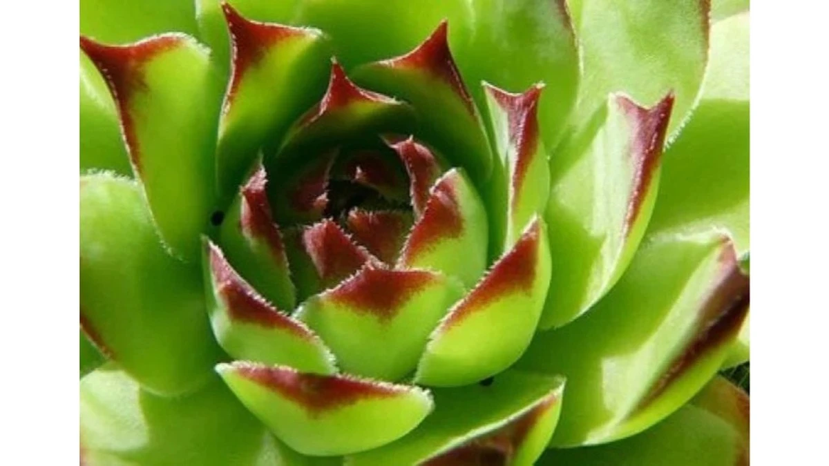 El secreto de mi vecina: Esta planta de interior que todos ignoran es un tesoro para la digestión