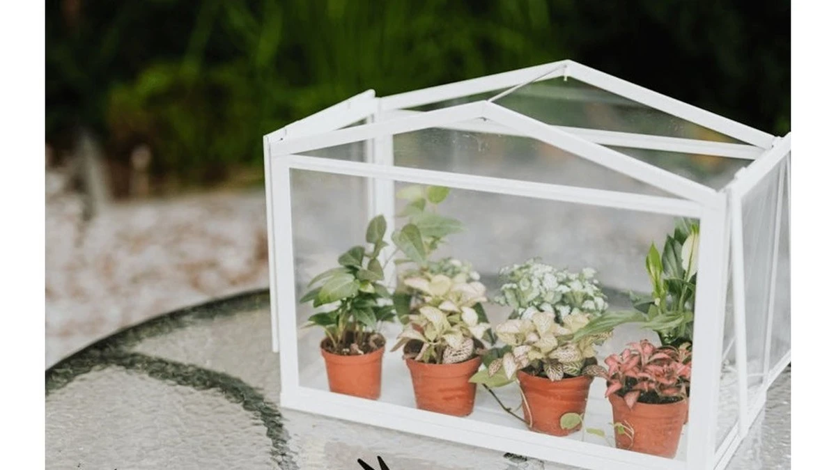Mini invernadero casero: adiós a los gastos y hola a plántulas más fuertes