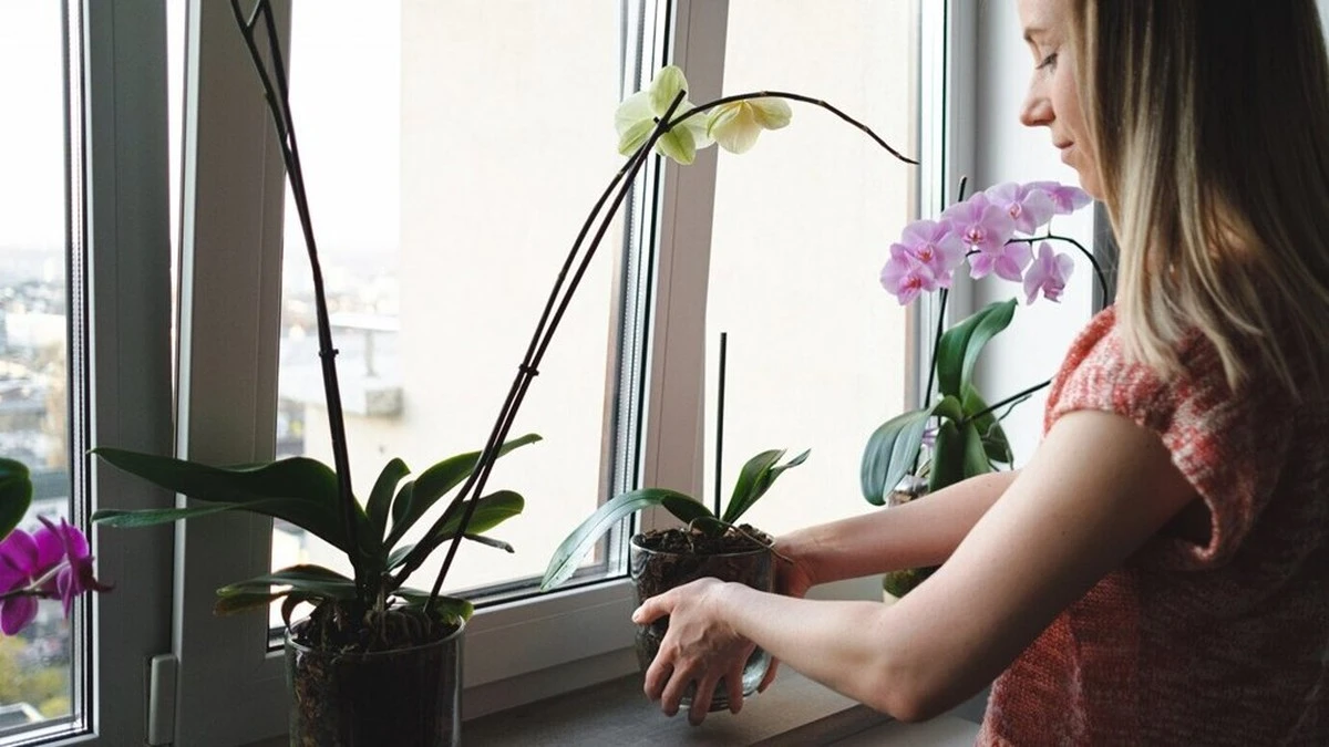 Vecina me preguntó por mi orquídea y tras un truco, no dejó de florecer por meses