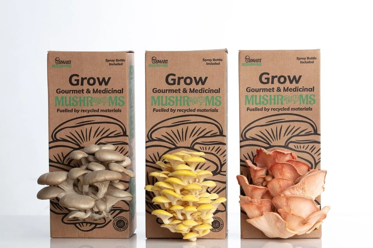 Hongos en casa: cultívalos en una caja como un experto sin salir del bosque - image 1