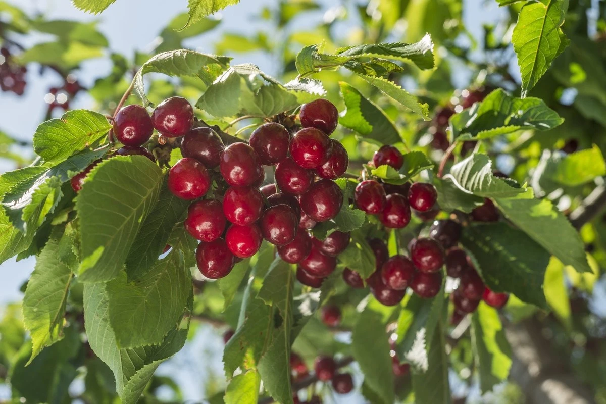 El secreto de mis vecinos: 2 tazas de fertilizante en marzo y recojo 150 kg de cerezas - image 1