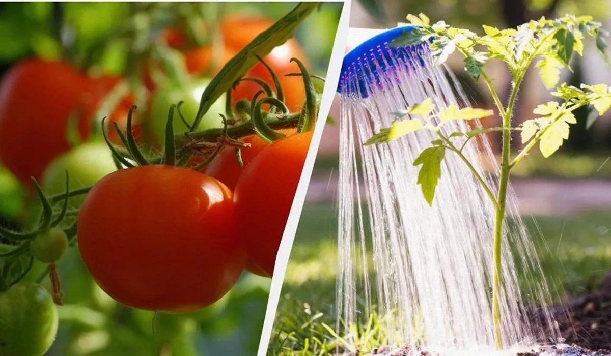 Por qué dejar de regar tus tomates al mediodía les salvará la vida