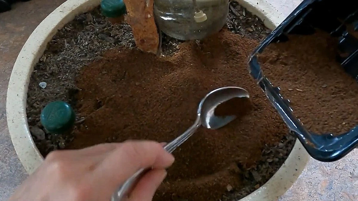 1 cucharada de posos de café junto a las semillas de zanahoria, ¡y la cosecha es tan abundante que la llevo en cubos: 5 trucos de café que uso en mi huerto