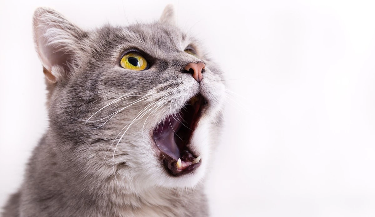 Por qué tu gato ignora al que lo alimenta y elige a otra persona - image 1