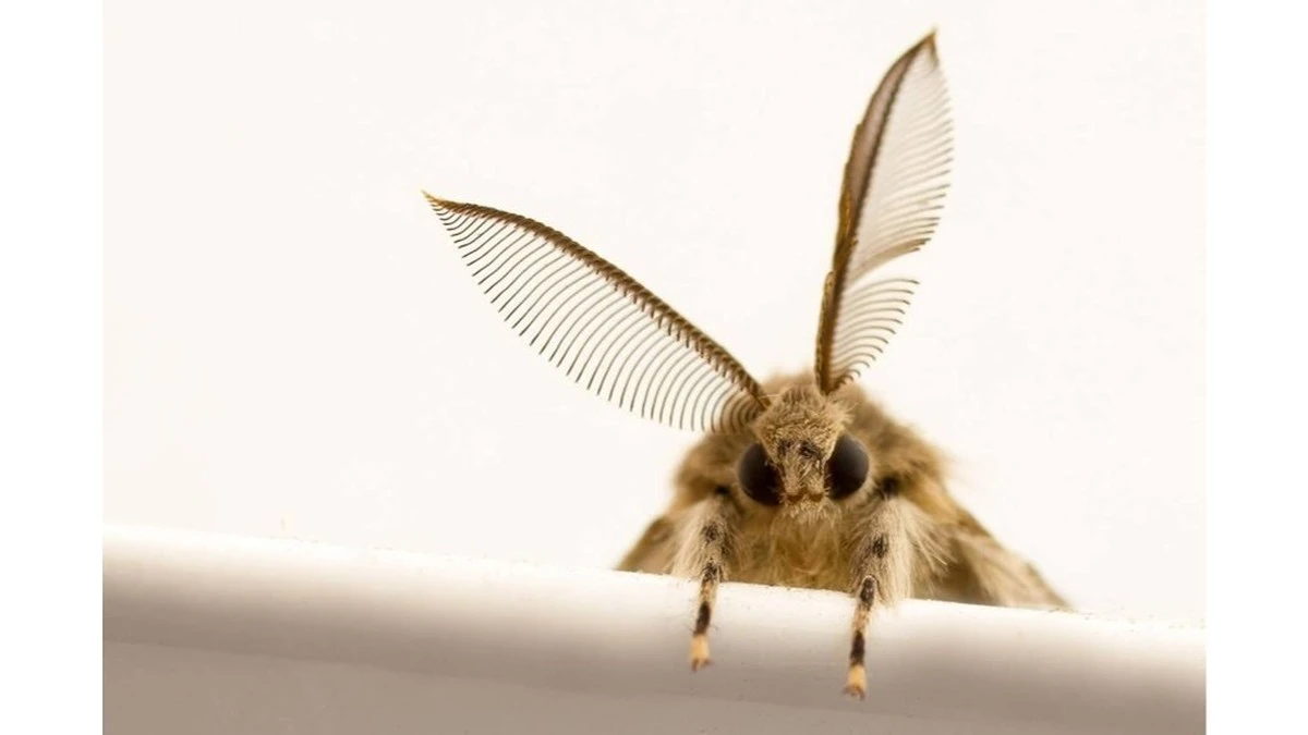 El truco de la abuela: una especia que hizo que las polillas olvidaran mi armario