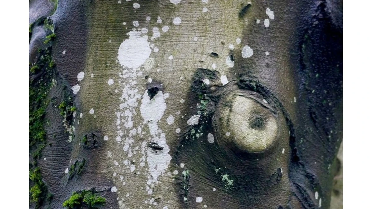 2 Ingredientes Caseros Que Eliminan las Hongos de los Árboles Sin Dañarlos