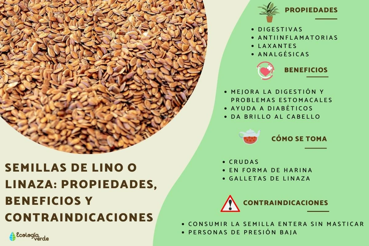 Semillas de lino: el error que te impide absorber sus beneficios y cómo solucionarlo - image 1