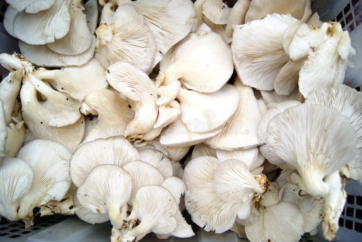 unmescomiendoch-extra-1.webp Un mes comiendo champiñones a diario: mi descubrimiento inesperado en dos semanas - image 1