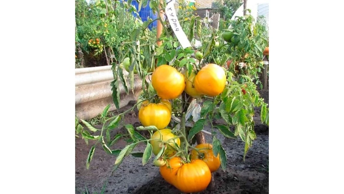 Por qué tus tomates nunca pesan 300 gramos y cómo solucionarlo esta temporada