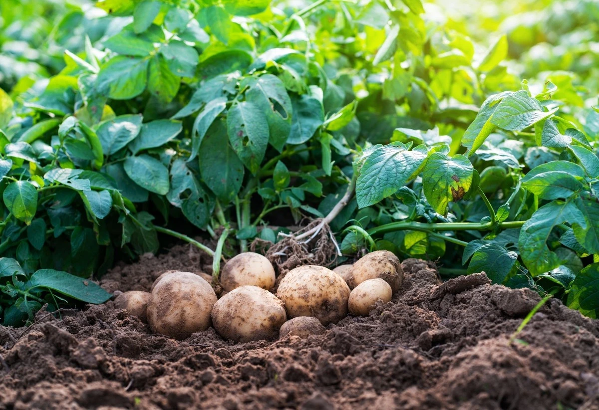 porquelosagricu-extra-1.webp Por qué los agricultores expertos añaden bicarbonato de sodio a sus plantaciones de patatas - image 1