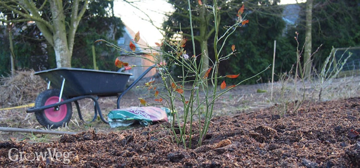 No ignores febrero: 5 tareas de jardinería que debes hacer ahora según expertos - image 1