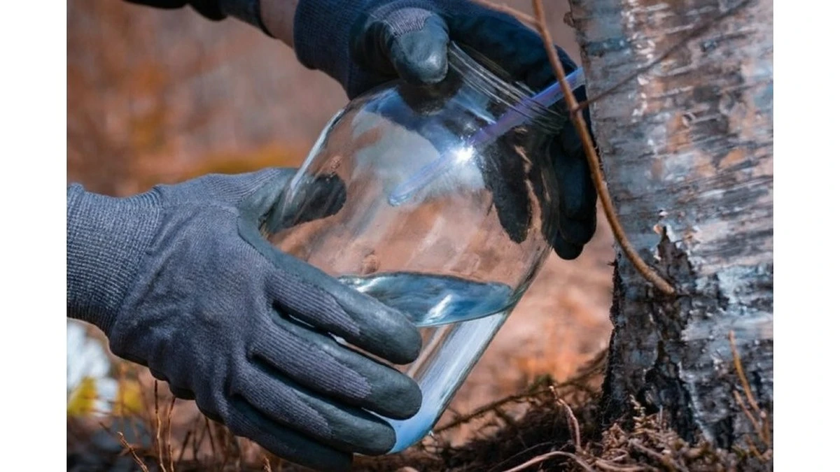 Elixir de abedul: cómo recolectar y beber este tesoro natural para potenciar tu salud