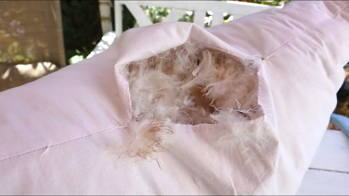 Secreto en tu Almohada: Lo que Ocasionan los Ácaros y Humedad Nocturna