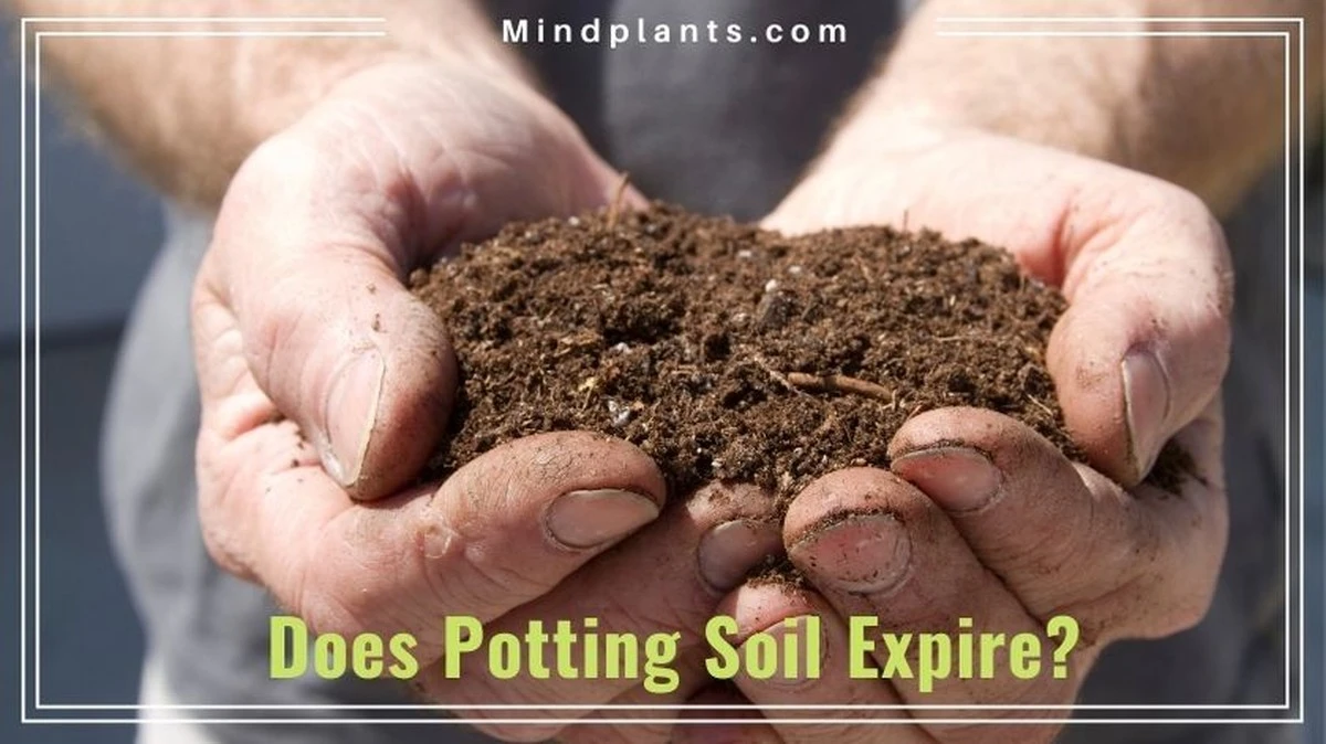 La tierra para macetas tiene fecha de caducidad: cómo saber si la tuya está 