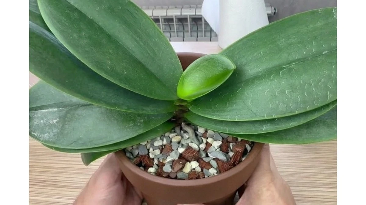 Orquídeas que brillan y florecen abundantemente: el truco casero infalible con un solo ingrediente de tu cocina