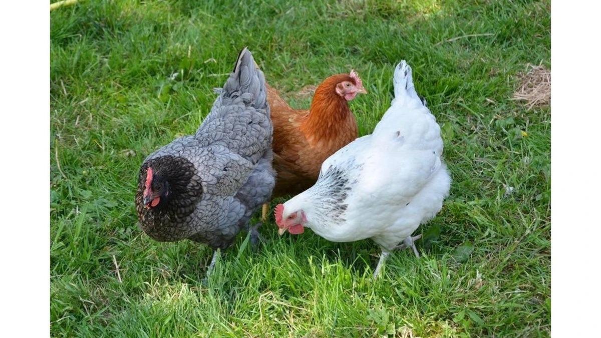 Por qué tus gallinas ponen menos en invierno: el tónico natural de cuatro ingredientes que marca la diferencia