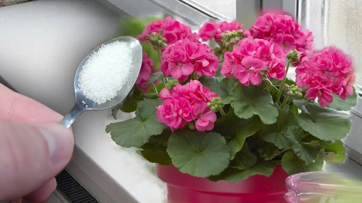 El secreto de los jardineros expertos para conseguir pelargonios frondosos