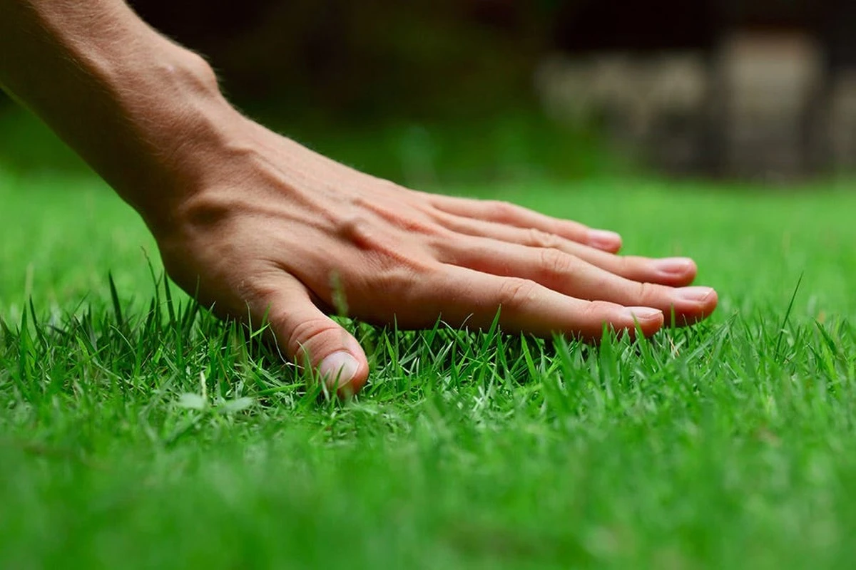 Mi vecino cree que mi césped es artificial: así le demostré que la verdad está en cinco secretos de jardinería - image 1