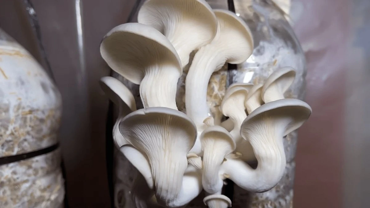 De la hierba cortada a los hongos: un truco de botella de plástico que te dará cosechas constantes