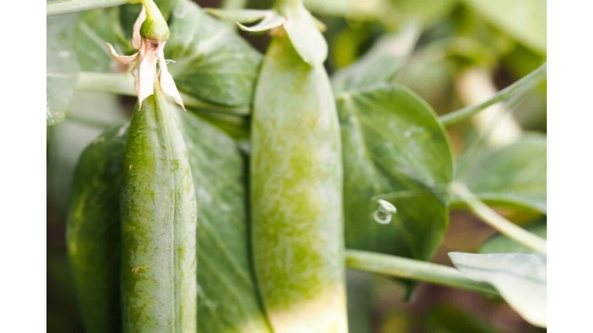 Por qué los guisantes deberían dejar de ser solo un acompañamiento en tus platos