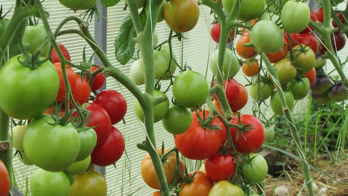El secreto de los tomates gigantes: 2 puñados de esto en cada agujero