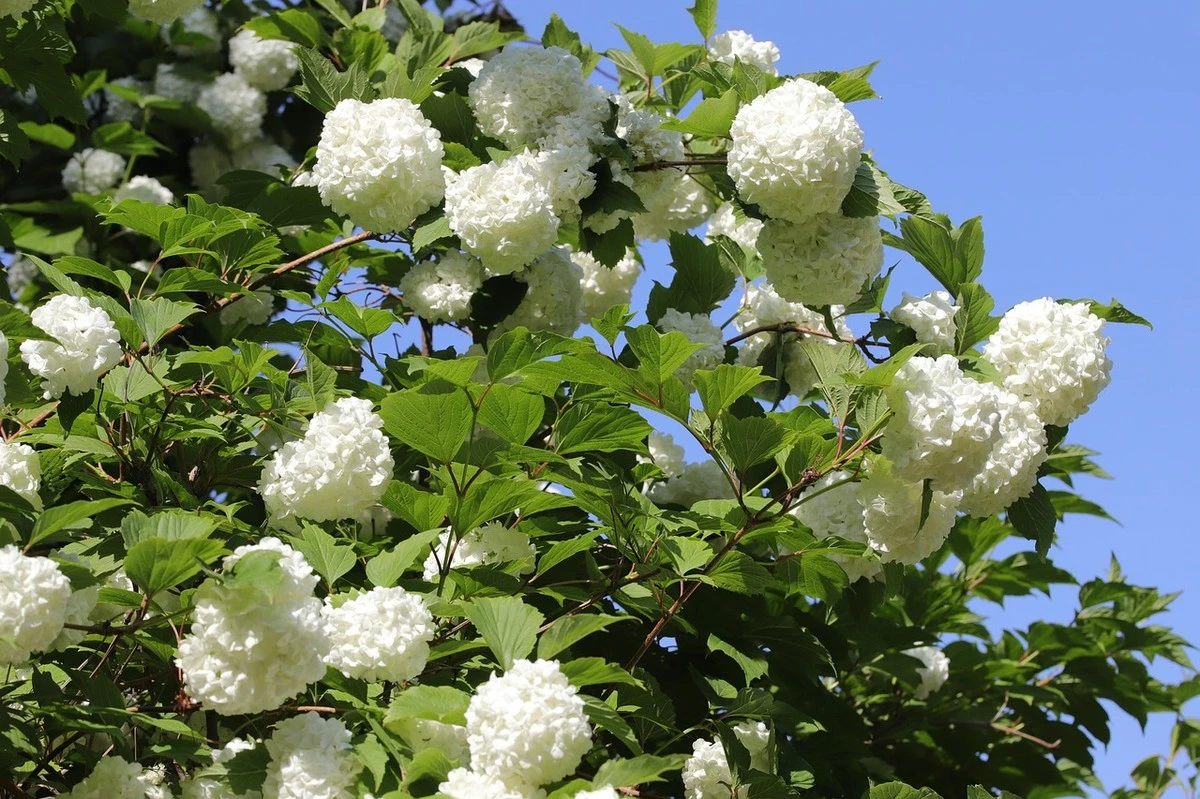 5 reglas para que tus hortensias exploten de flores en primavera - image 1