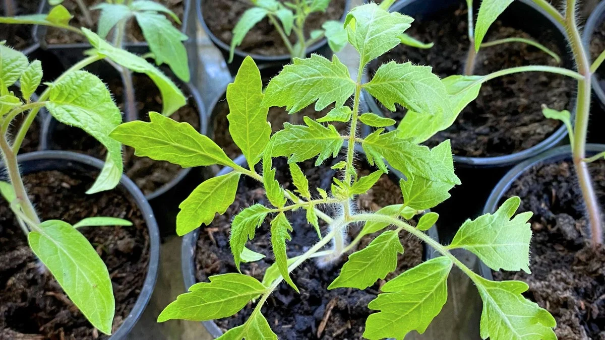 Propaga tus tomates gratis: el truco de mi tía que convierte esquejes en plantas en 5 días - image 1