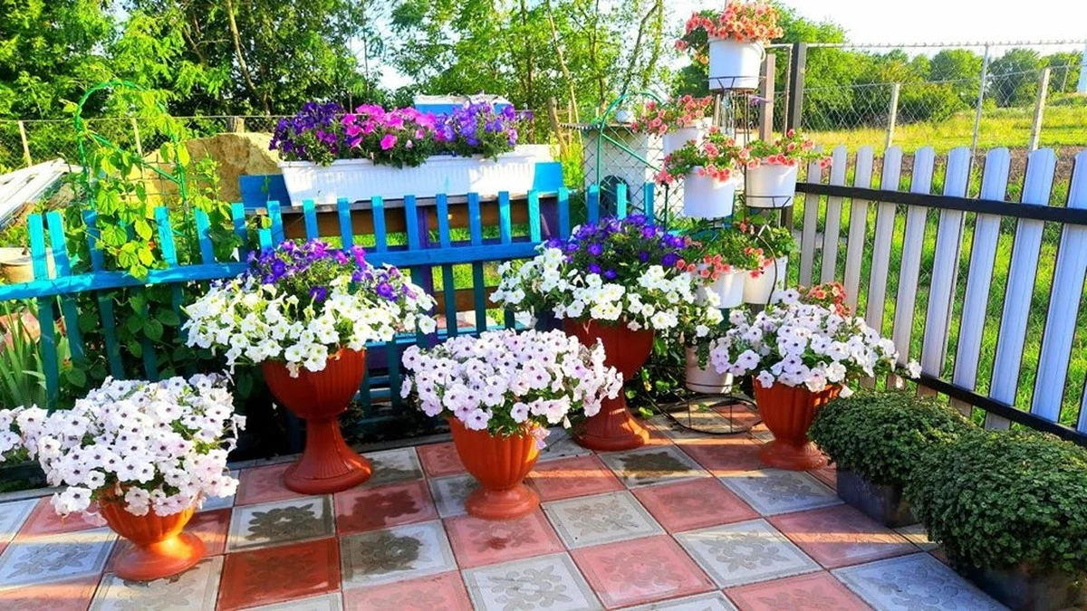 Petunias espectaculares: el truco 'farmacéutico' que tu vecino no se cree