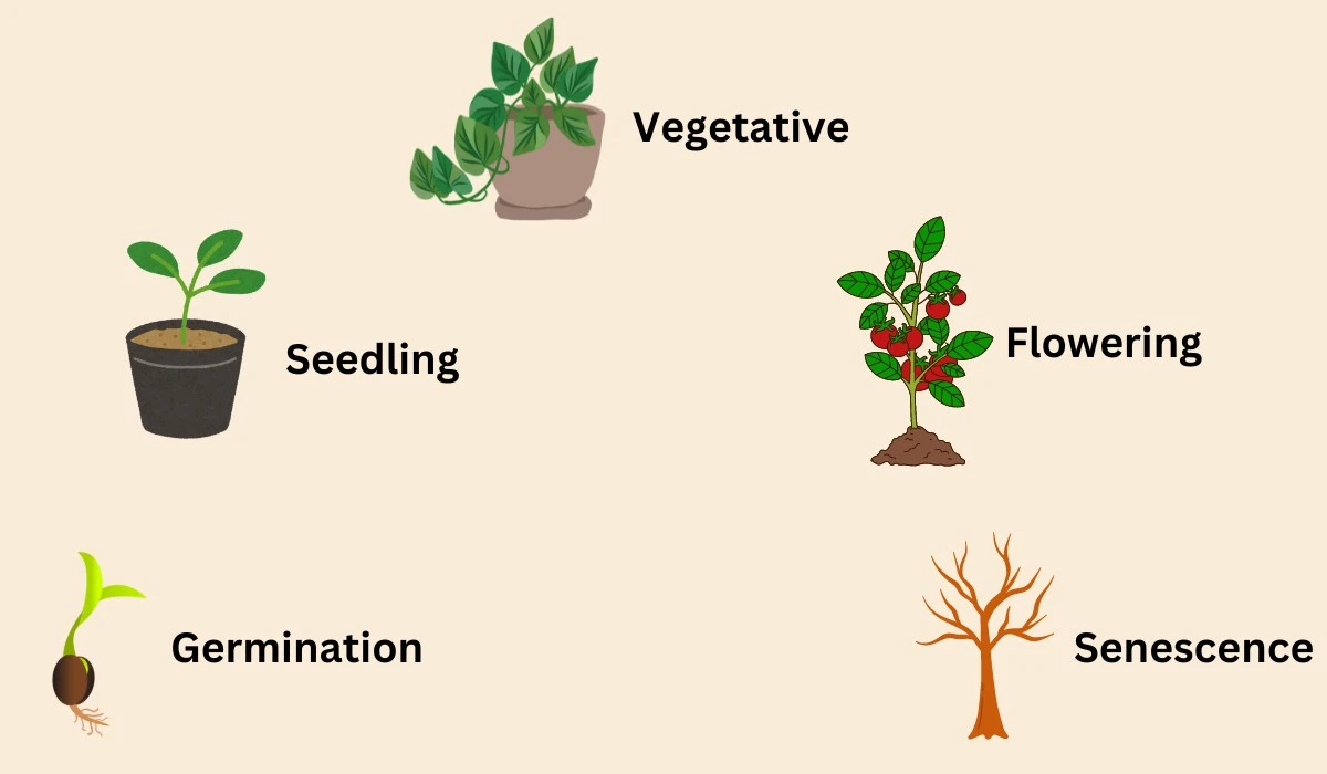 elmetododelacar-extra-1.webp El método de la