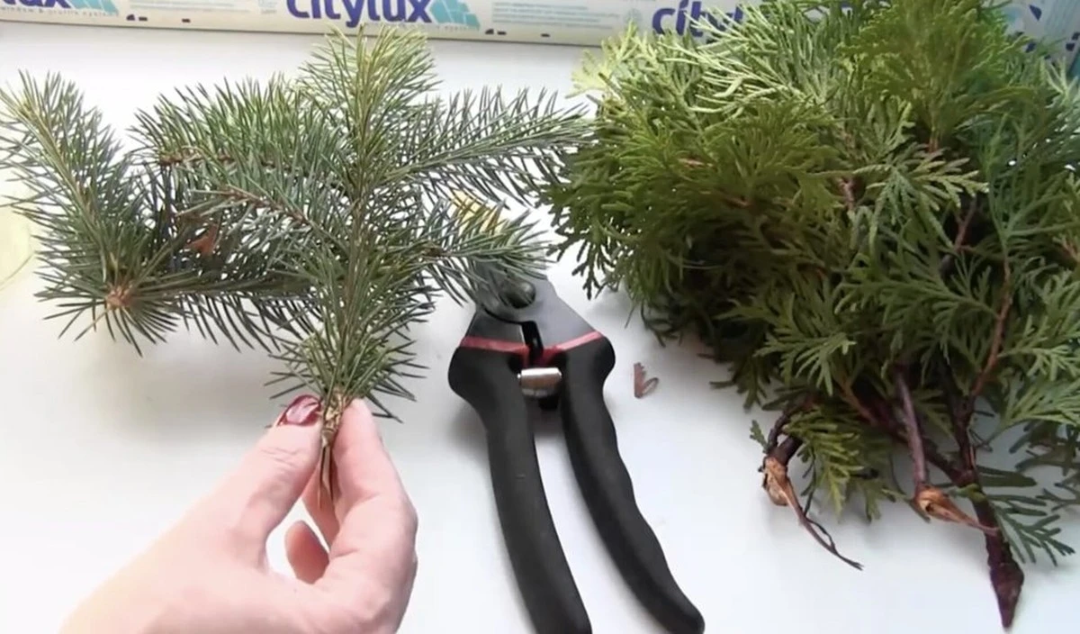 Cómo propagar un abeto fácilmente con una sola rama y llenar tu jardín de árboles