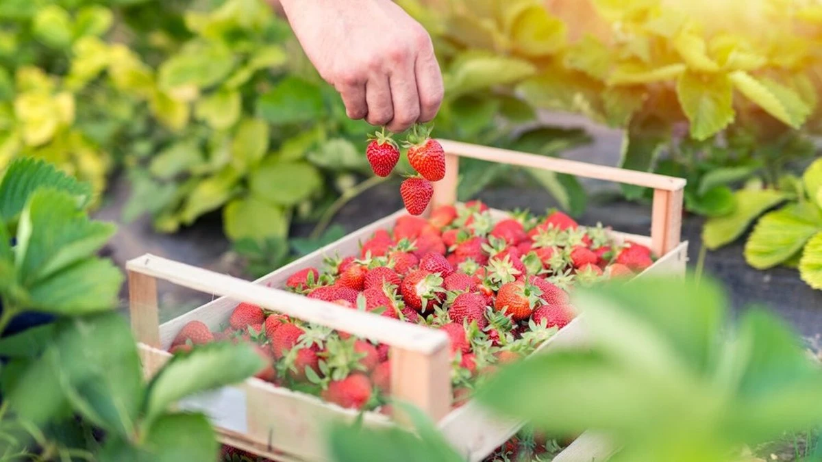 Por qué tus fresas ya no dan frutos y la solución simple del agricultor para triplicar tu cosecha
